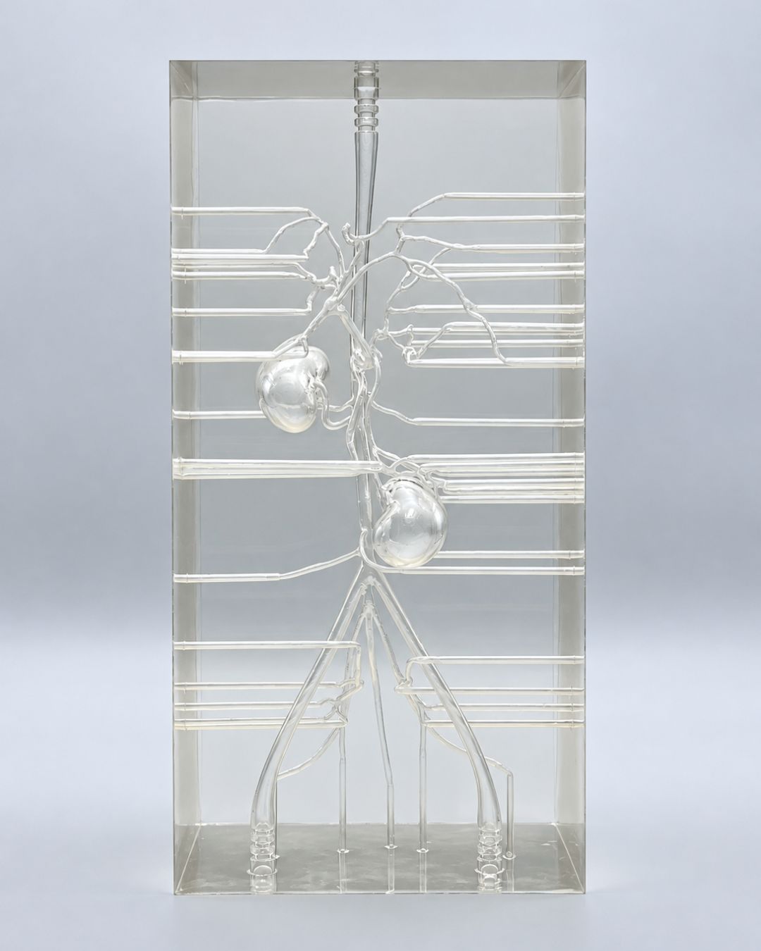 Full view of a canine liver embolization training simulator with transparent vascular structures